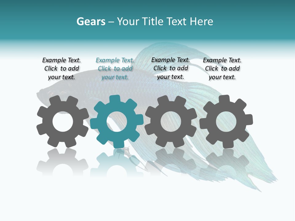 Close-Up On A Fish Skin - Blue Siamese Fighting Fish - Betta Splendens In Front Of A White Background PowerPoint Template