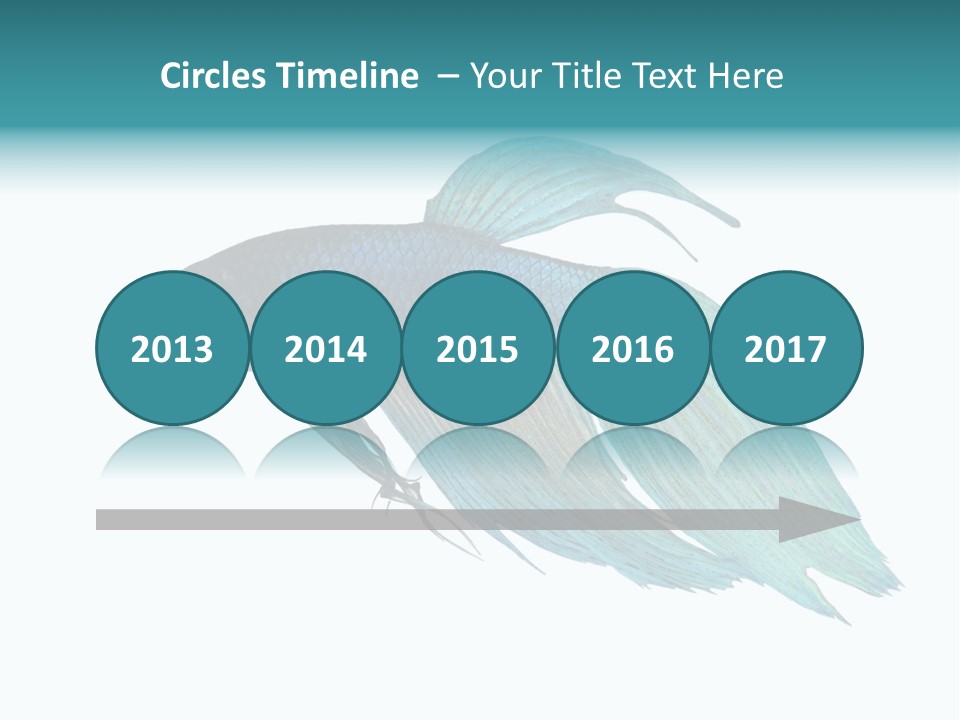 Close-Up On A Fish Skin - Blue Siamese Fighting Fish - Betta Splendens In Front Of A White Background PowerPoint Template