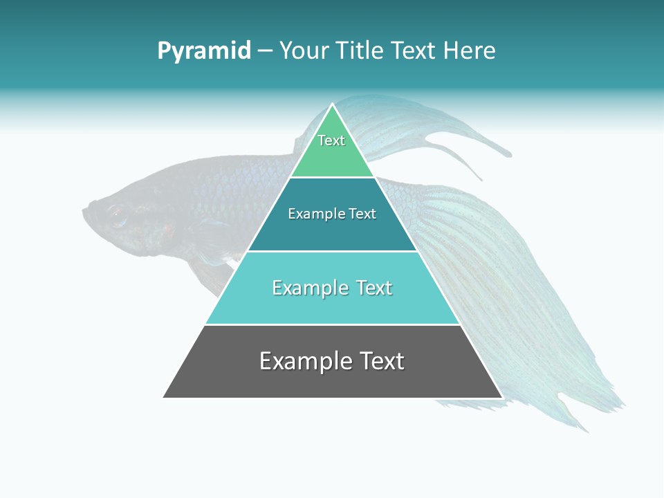 Close-Up On A Fish Skin - Blue Siamese Fighting Fish - Betta Splendens In Front Of A White Background PowerPoint Template