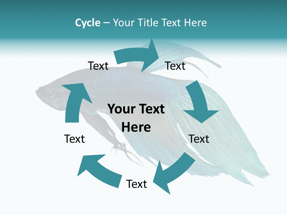 Close-Up On A Fish Skin - Blue Siamese Fighting Fish - Betta Splendens In Front Of A White Background PowerPoint Template