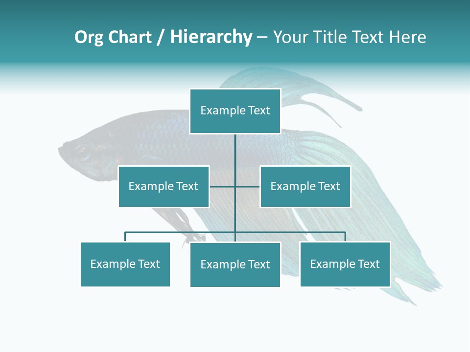 Close-Up On A Fish Skin - Blue Siamese Fighting Fish - Betta Splendens In Front Of A White Background PowerPoint Template
