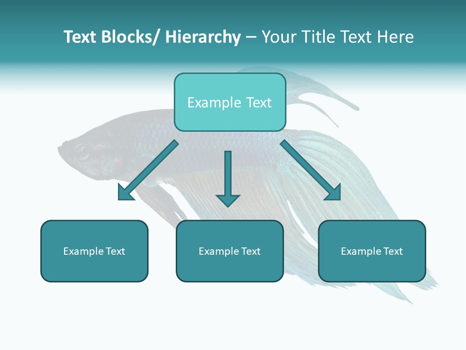 Close-Up On A Fish Skin - Blue Siamese Fighting Fish - Betta Splendens In Front Of A White Background PowerPoint Template