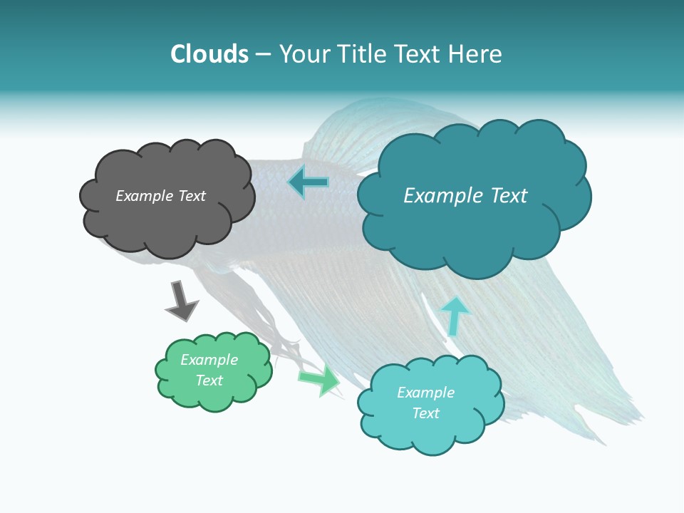 Close-Up On A Fish Skin - Blue Siamese Fighting Fish - Betta Splendens In Front Of A White Background PowerPoint Template