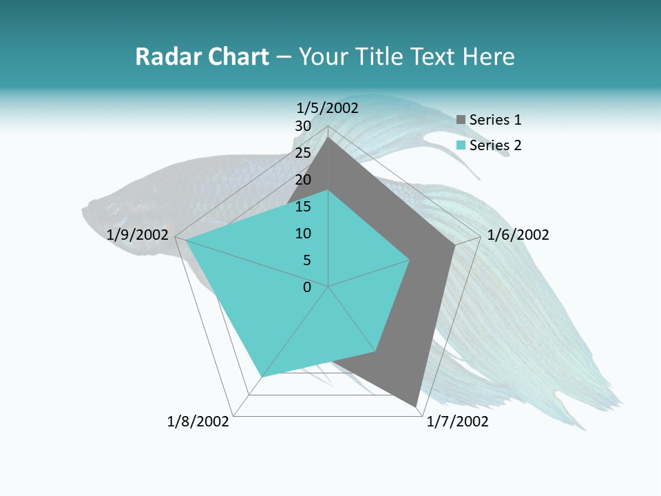 Close-Up On A Fish Skin - Blue Siamese Fighting Fish - Betta Splendens In Front Of A White Background PowerPoint Template