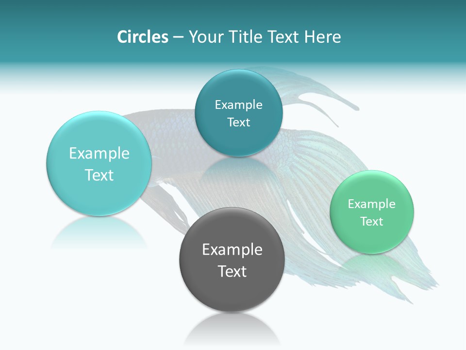 Close-Up On A Fish Skin - Blue Siamese Fighting Fish - Betta Splendens In Front Of A White Background PowerPoint Template