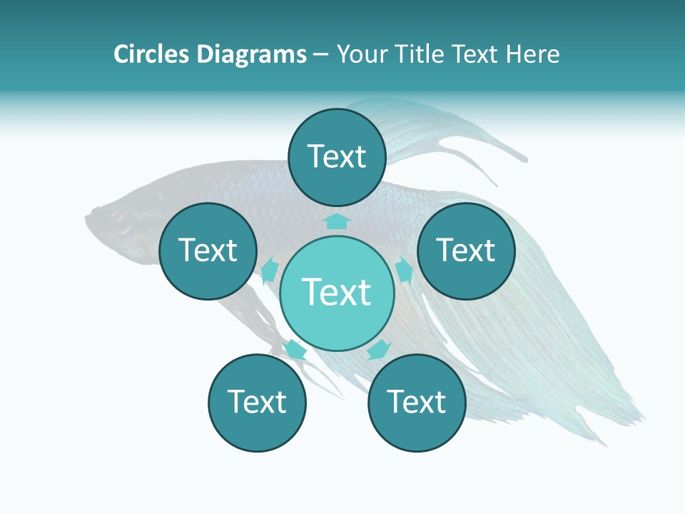 Close-Up On A Fish Skin - Blue Siamese Fighting Fish - Betta Splendens In Front Of A White Background PowerPoint Template