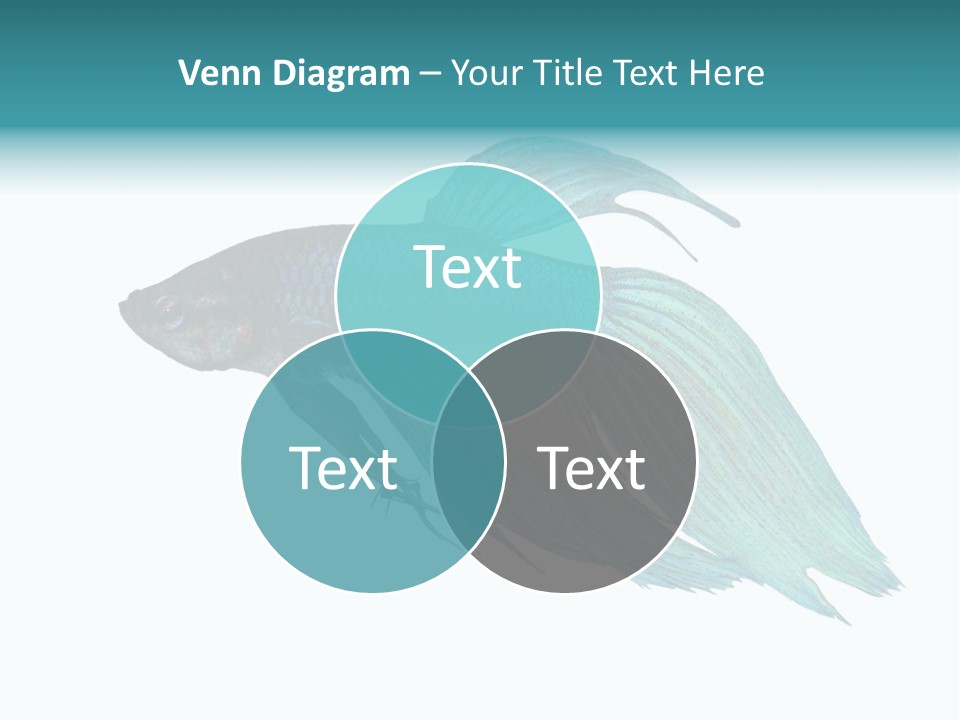 Close-Up On A Fish Skin - Blue Siamese Fighting Fish - Betta Splendens In Front Of A White Background PowerPoint Template