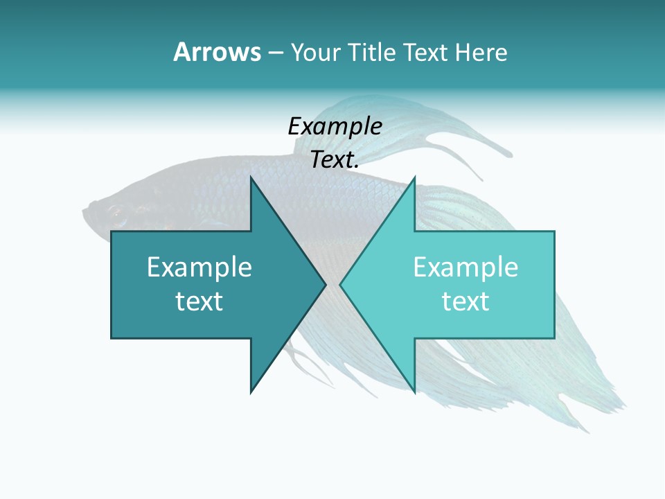 Close-Up On A Fish Skin - Blue Siamese Fighting Fish - Betta Splendens In Front Of A White Background PowerPoint Template