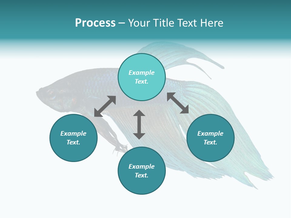 Close-Up On A Fish Skin - Blue Siamese Fighting Fish - Betta Splendens In Front Of A White Background PowerPoint Template