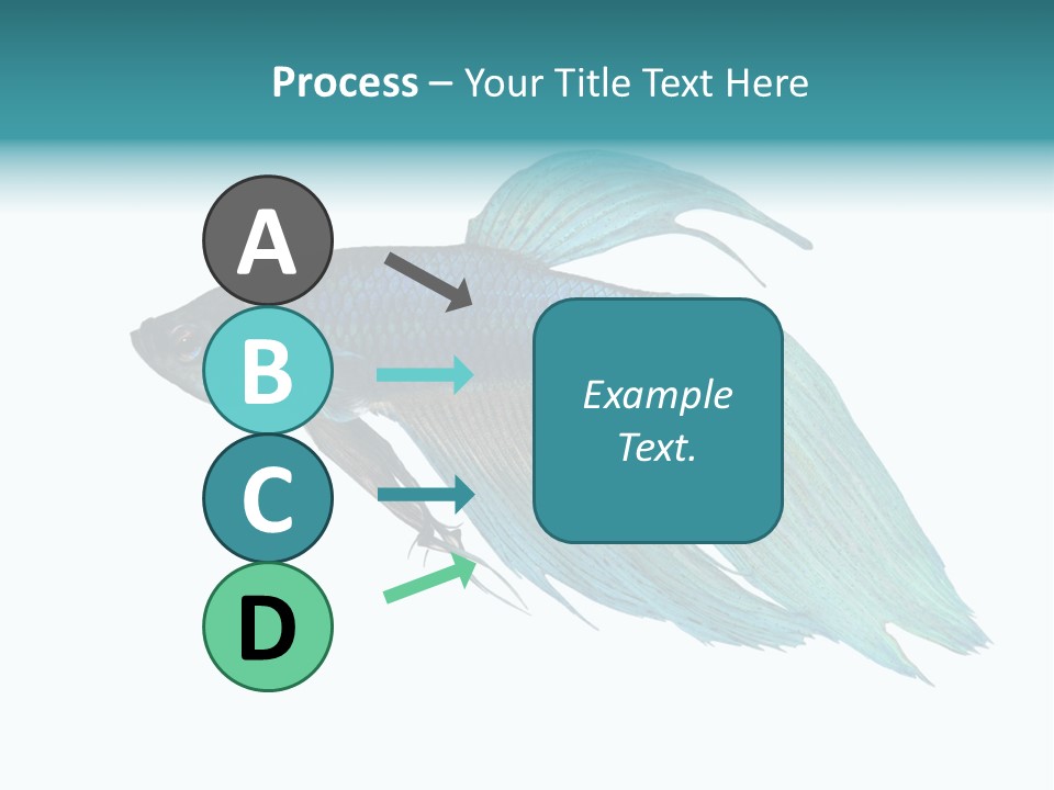 Close-Up On A Fish Skin - Blue Siamese Fighting Fish - Betta Splendens In Front Of A White Background PowerPoint Template