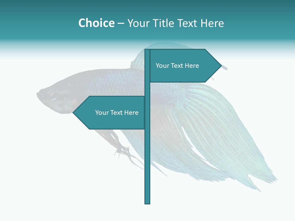 Close-Up On A Fish Skin - Blue Siamese Fighting Fish - Betta Splendens In Front Of A White Background PowerPoint Template