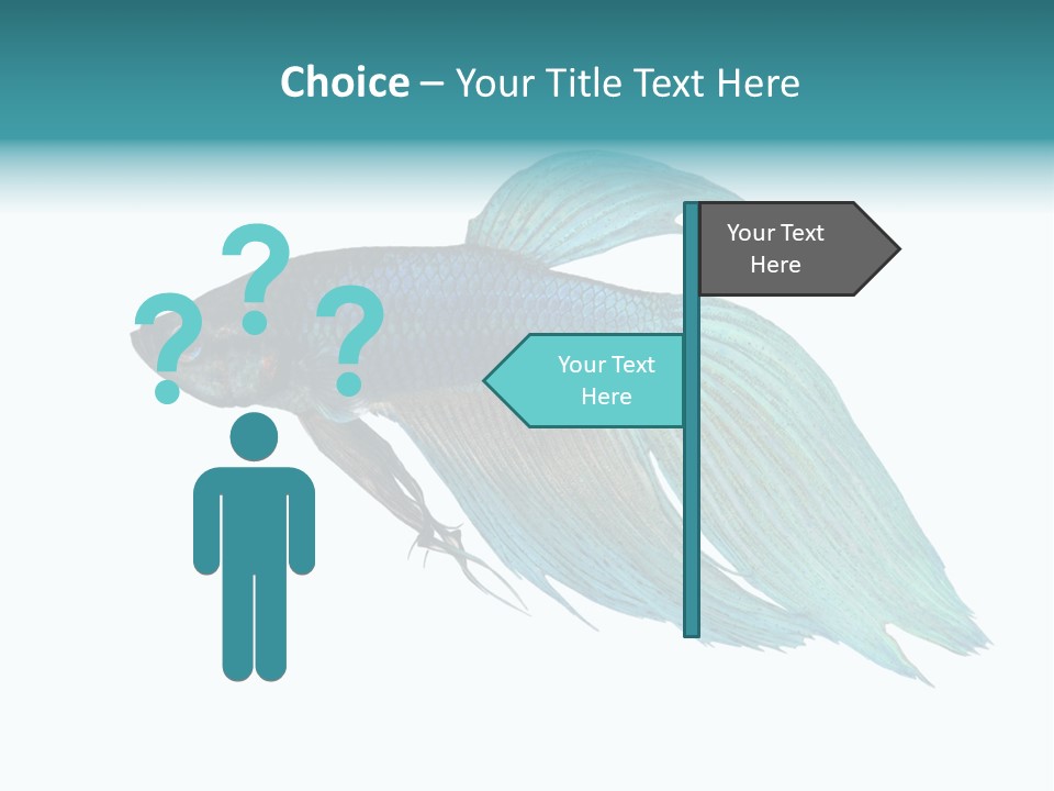 Close-Up On A Fish Skin - Blue Siamese Fighting Fish - Betta Splendens In Front Of A White Background PowerPoint Template