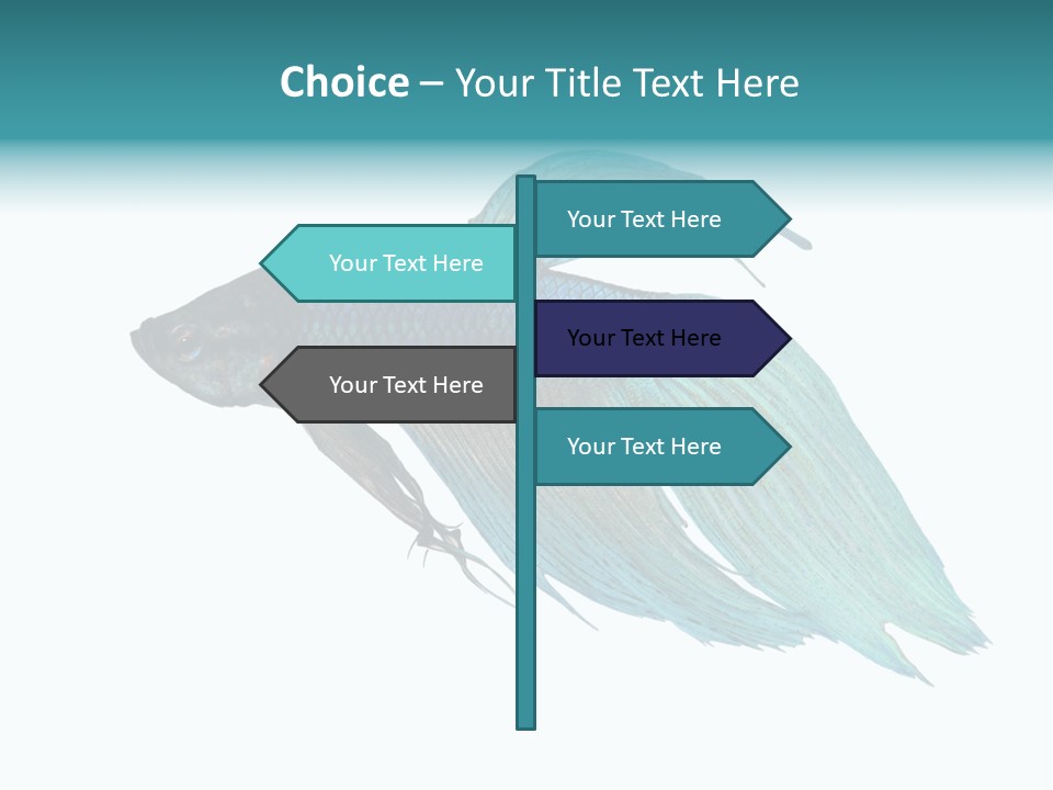 Close-Up On A Fish Skin - Blue Siamese Fighting Fish - Betta Splendens In Front Of A White Background PowerPoint Template