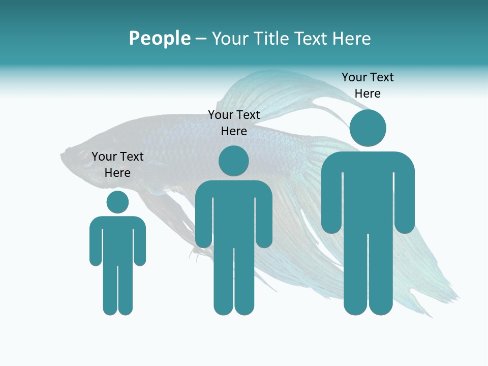 Close-Up On A Fish Skin - Blue Siamese Fighting Fish - Betta Splendens In Front Of A White Background PowerPoint Template