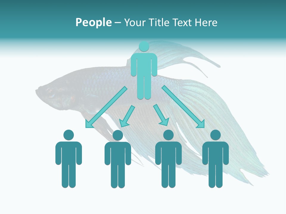 Close-Up On A Fish Skin - Blue Siamese Fighting Fish - Betta Splendens In Front Of A White Background PowerPoint Template