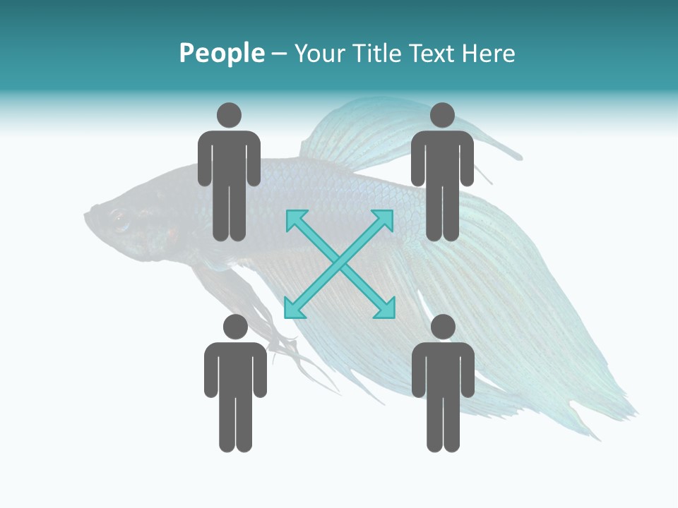 Close-Up On A Fish Skin - Blue Siamese Fighting Fish - Betta Splendens In Front Of A White Background PowerPoint Template