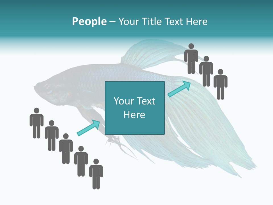 Close-Up On A Fish Skin - Blue Siamese Fighting Fish - Betta Splendens In Front Of A White Background PowerPoint Template