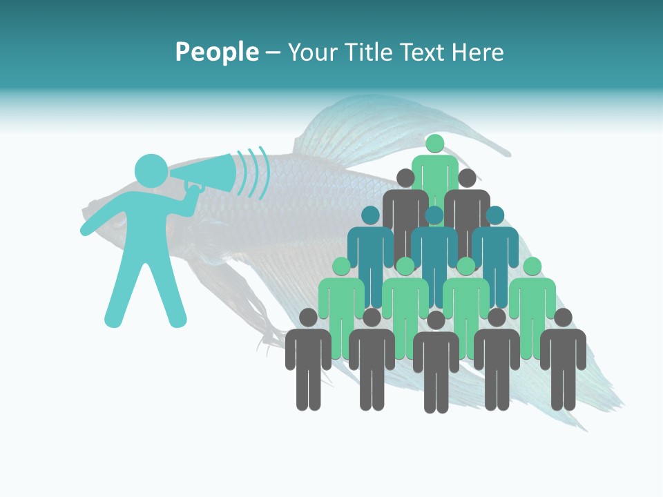 Close-Up On A Fish Skin - Blue Siamese Fighting Fish - Betta Splendens In Front Of A White Background PowerPoint Template