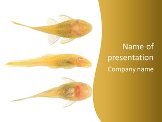 Bushy Nose - Goldspot Ancistrus Albino In Front Of A White Background PowerPoint Template