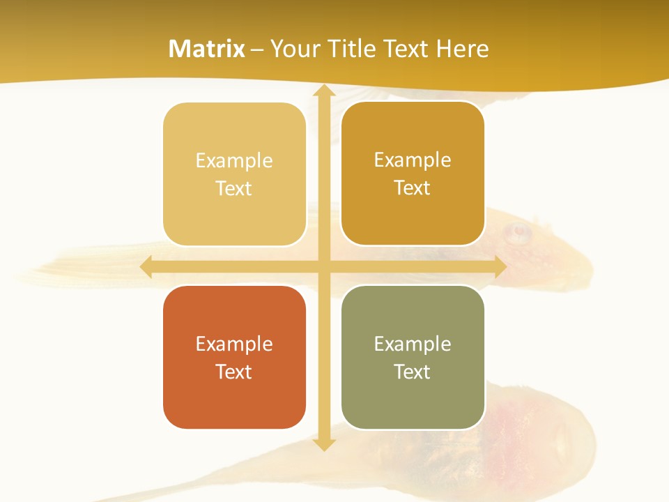 Bushy Nose - Goldspot Ancistrus Albino In Front Of A White Background PowerPoint Template