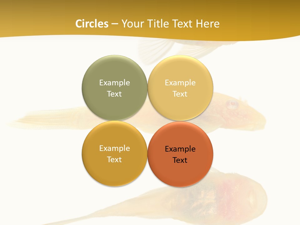 Bushy Nose - Goldspot Ancistrus Albino In Front Of A White Background PowerPoint Template