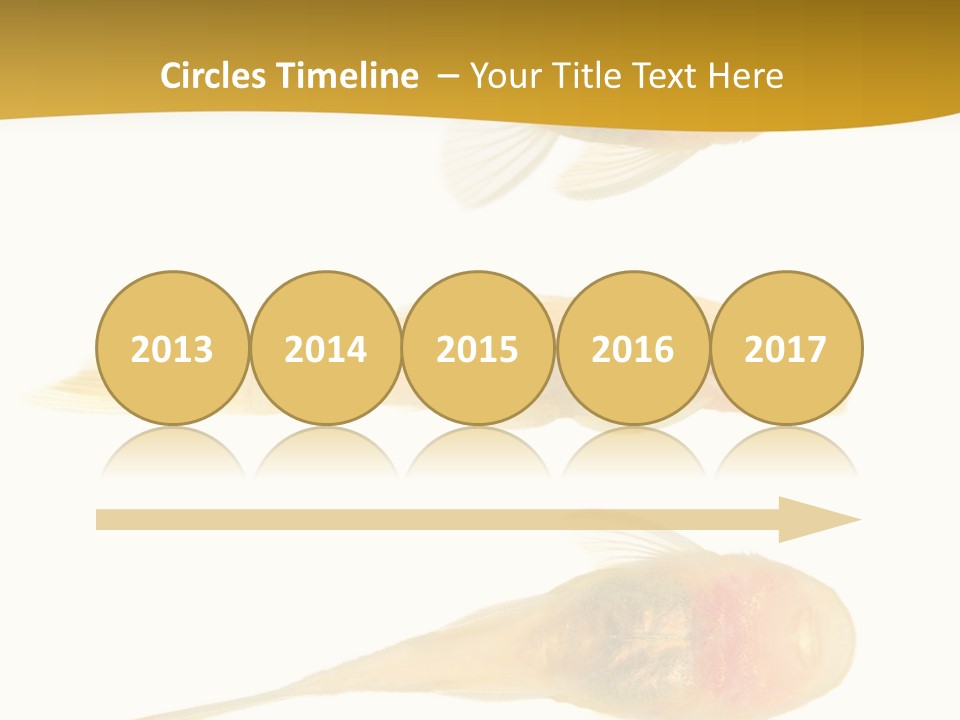 Bushy Nose - Goldspot Ancistrus Albino In Front Of A White Background PowerPoint Template