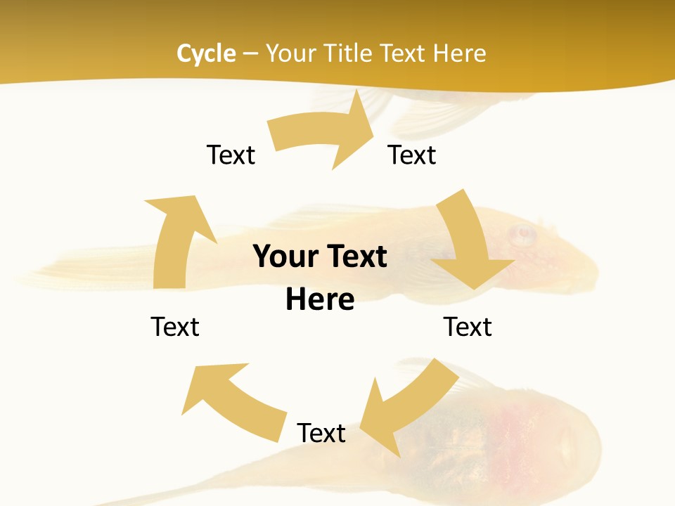 Bushy Nose - Goldspot Ancistrus Albino In Front Of A White Background PowerPoint Template