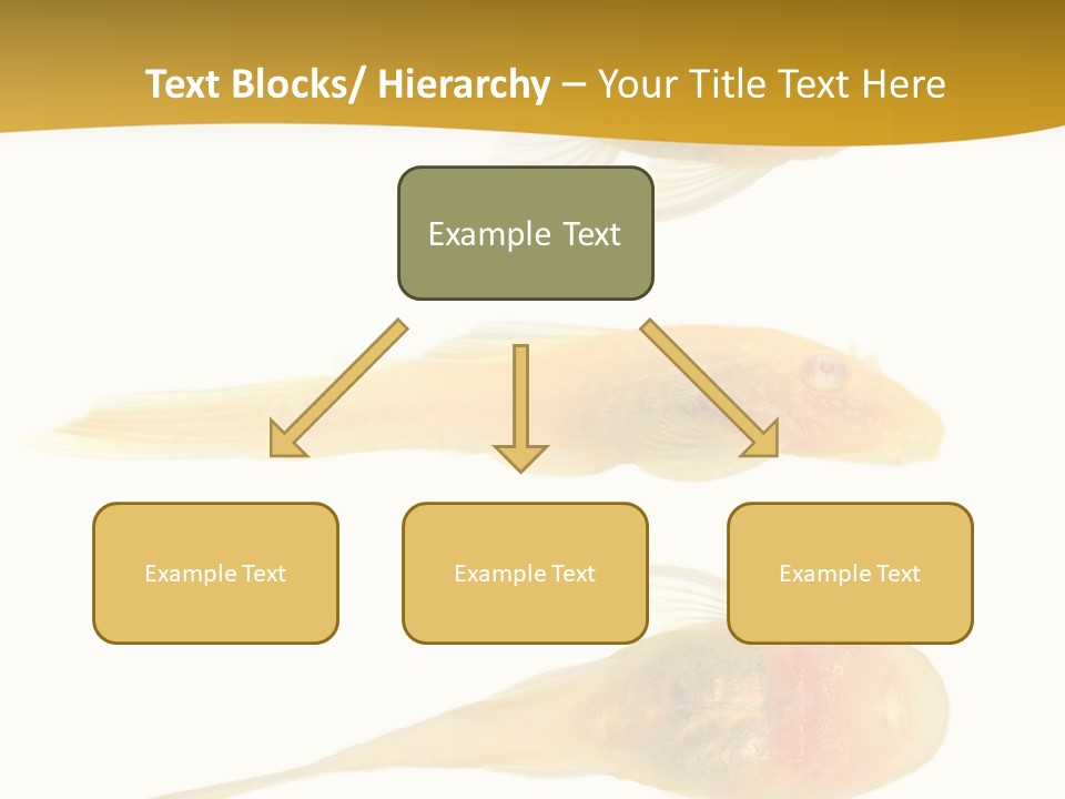 Bushy Nose - Goldspot Ancistrus Albino In Front Of A White Background PowerPoint Template