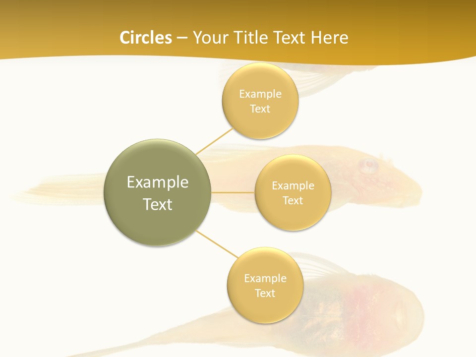 Bushy Nose - Goldspot Ancistrus Albino In Front Of A White Background PowerPoint Template