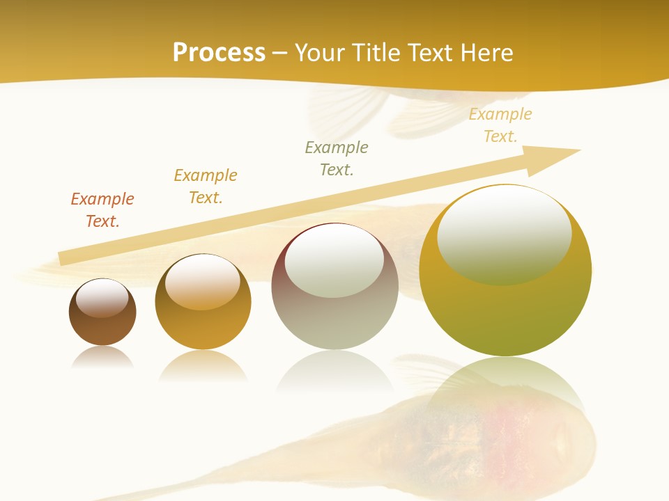 Bushy Nose - Goldspot Ancistrus Albino In Front Of A White Background PowerPoint Template