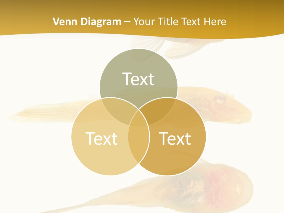 Bushy Nose - Goldspot Ancistrus Albino In Front Of A White Background PowerPoint Template