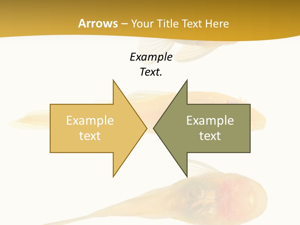 Bushy Nose - Goldspot Ancistrus Albino In Front Of A White Background PowerPoint Template