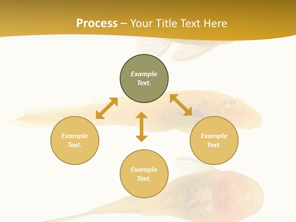 Bushy Nose - Goldspot Ancistrus Albino In Front Of A White Background PowerPoint Template