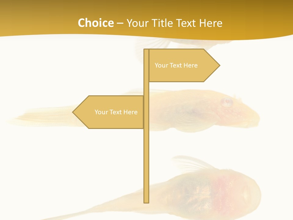 Bushy Nose - Goldspot Ancistrus Albino In Front Of A White Background PowerPoint Template