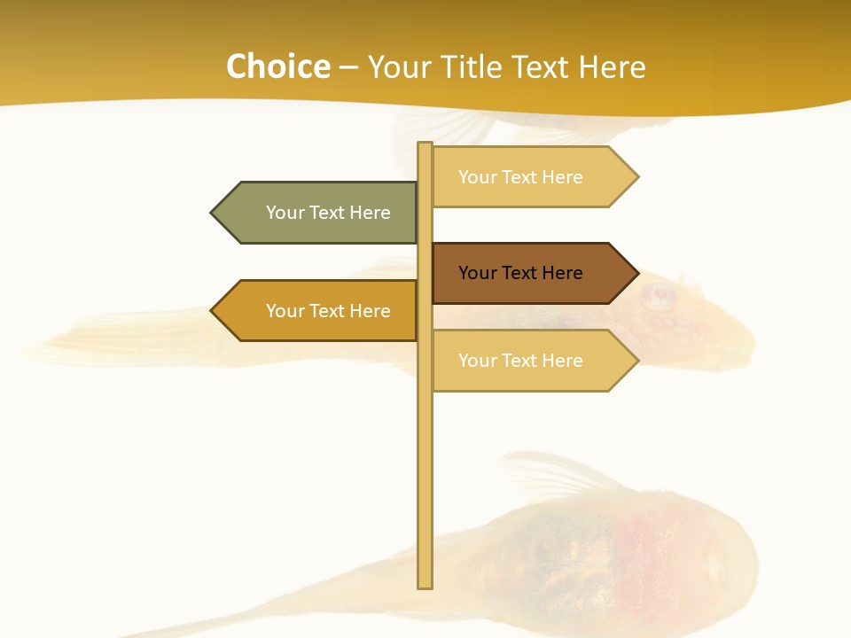 Bushy Nose - Goldspot Ancistrus Albino In Front Of A White Background PowerPoint Template