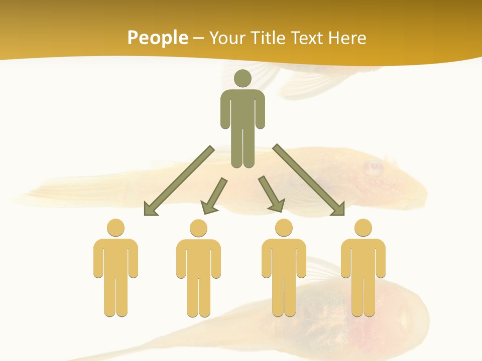 Bushy Nose - Goldspot Ancistrus Albino In Front Of A White Background PowerPoint Template