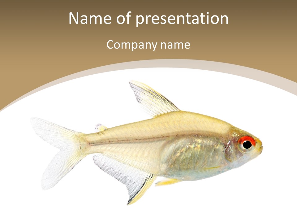 Hyphessobrycon Bentosi Fish In Front Of A White Background PowerPoint Template