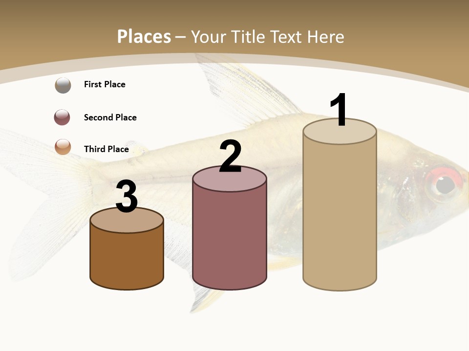 Hyphessobrycon Bentosi Fish In Front Of A White Background PowerPoint Template