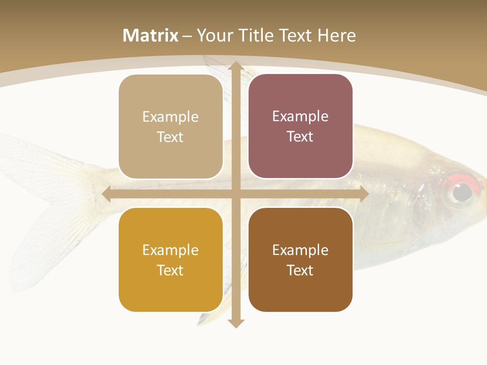 Hyphessobrycon Bentosi Fish In Front Of A White Background PowerPoint Template