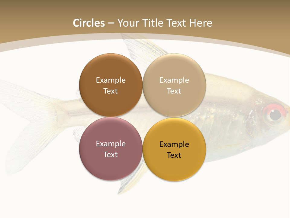 Hyphessobrycon Bentosi Fish In Front Of A White Background PowerPoint Template