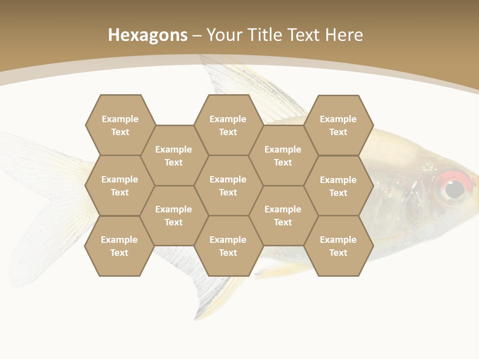 Hyphessobrycon Bentosi Fish In Front Of A White Background PowerPoint Template