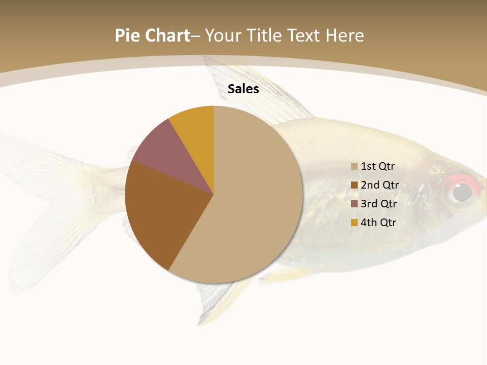 Hyphessobrycon Bentosi Fish In Front Of A White Background PowerPoint Template