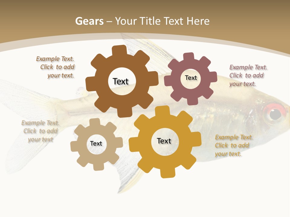 Hyphessobrycon Bentosi Fish In Front Of A White Background PowerPoint Template