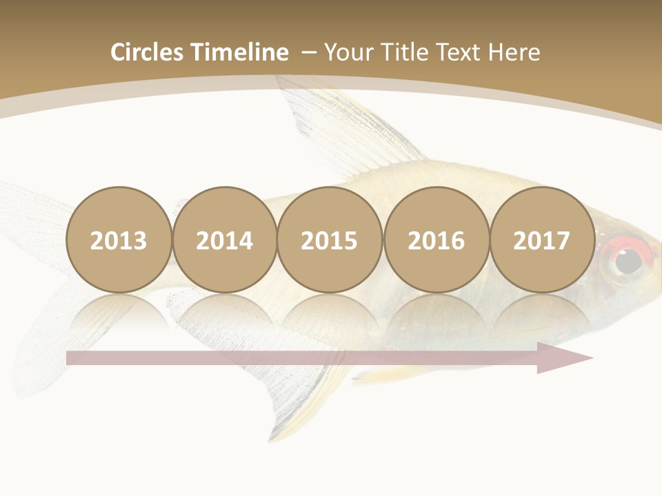 Hyphessobrycon Bentosi Fish In Front Of A White Background PowerPoint Template