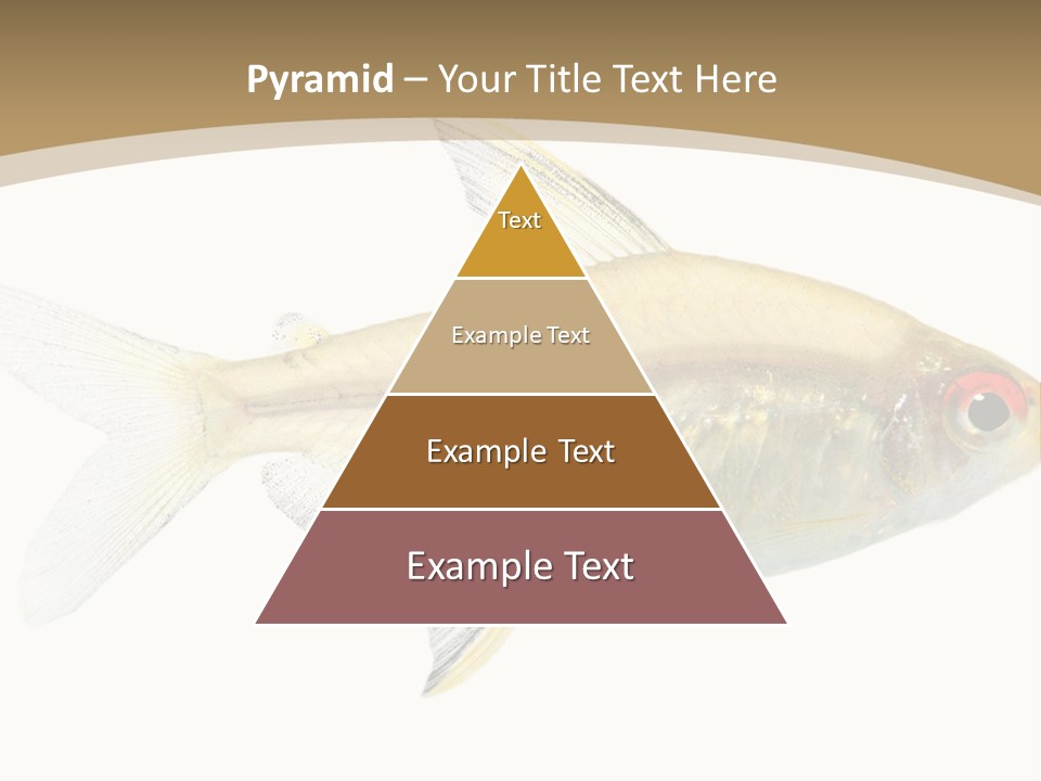 Hyphessobrycon Bentosi Fish In Front Of A White Background PowerPoint Template