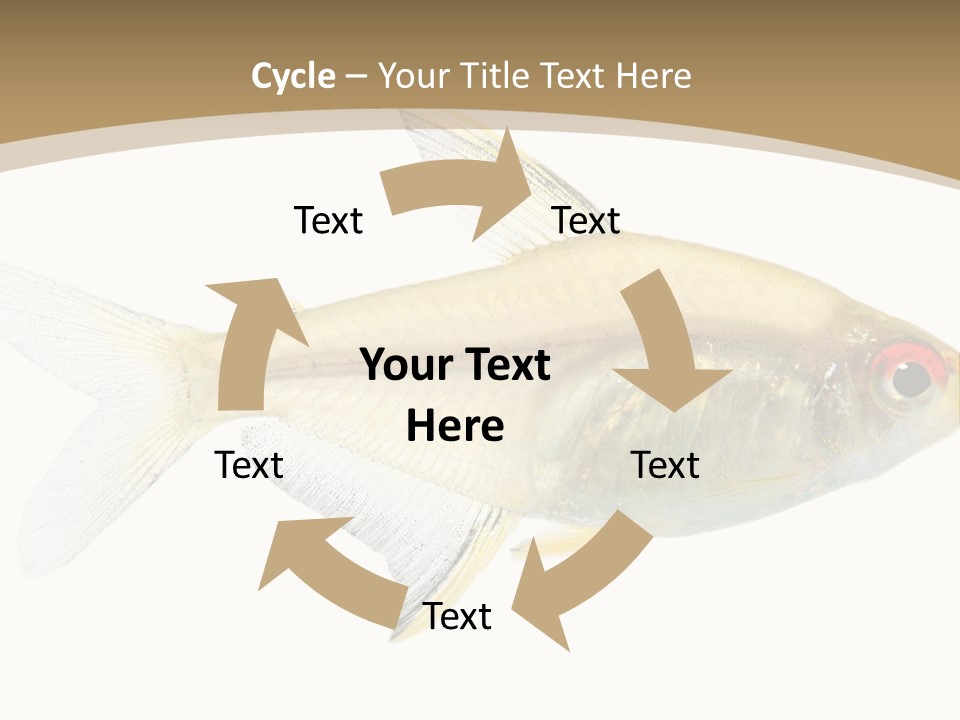 Hyphessobrycon Bentosi Fish In Front Of A White Background PowerPoint Template