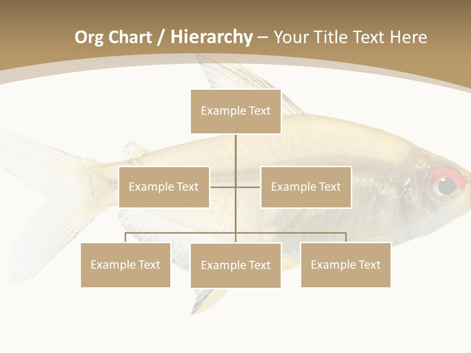 Hyphessobrycon Bentosi Fish In Front Of A White Background PowerPoint Template