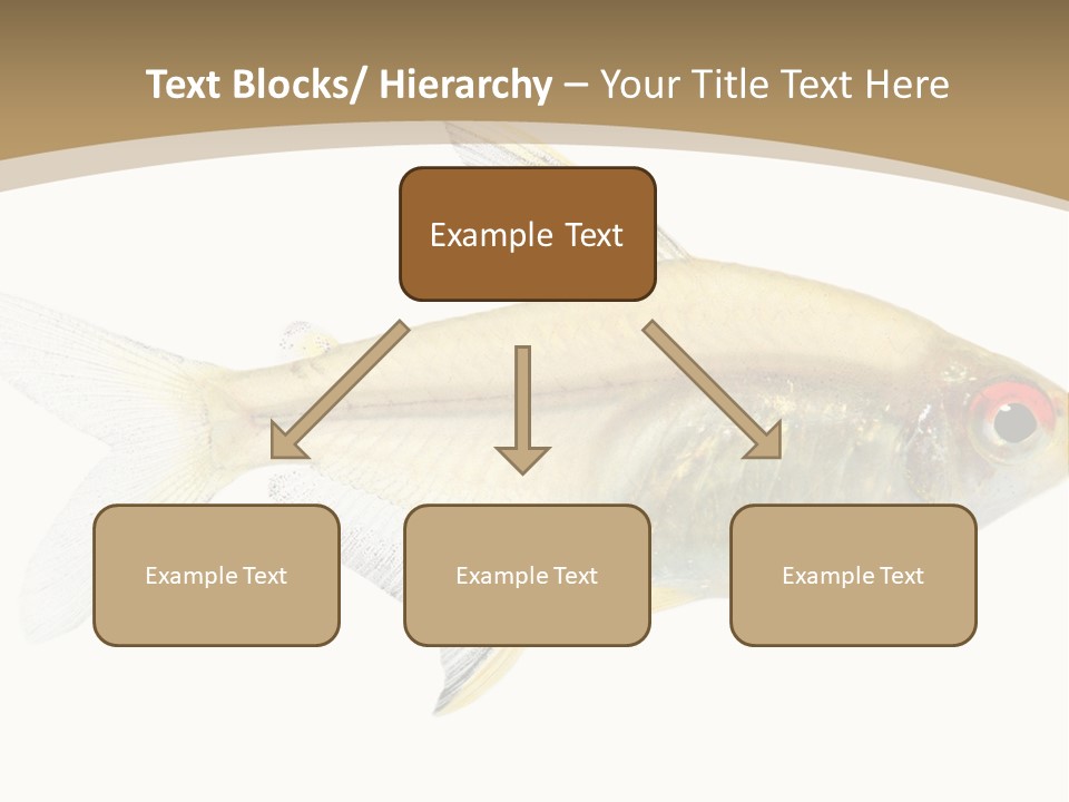 Hyphessobrycon Bentosi Fish In Front Of A White Background PowerPoint Template