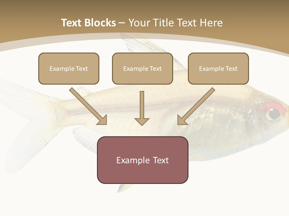 Hyphessobrycon Bentosi Fish In Front Of A White Background PowerPoint Template