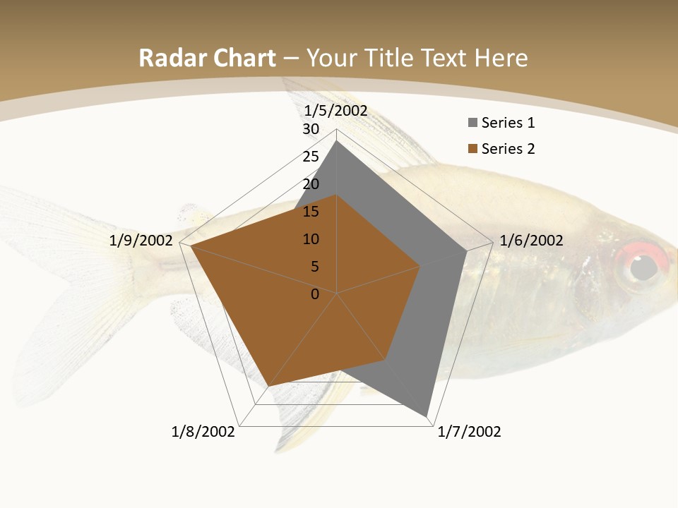 Hyphessobrycon Bentosi Fish In Front Of A White Background PowerPoint Template